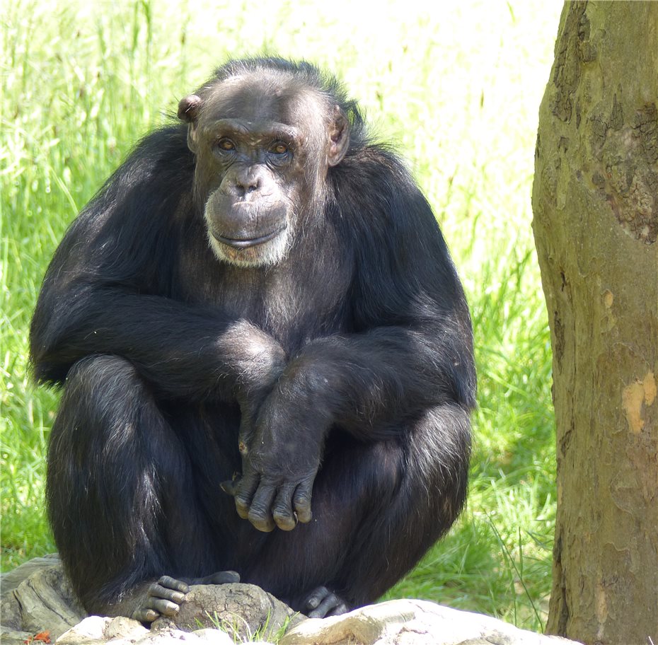 Schimpansengruppe erhält Verstärkung