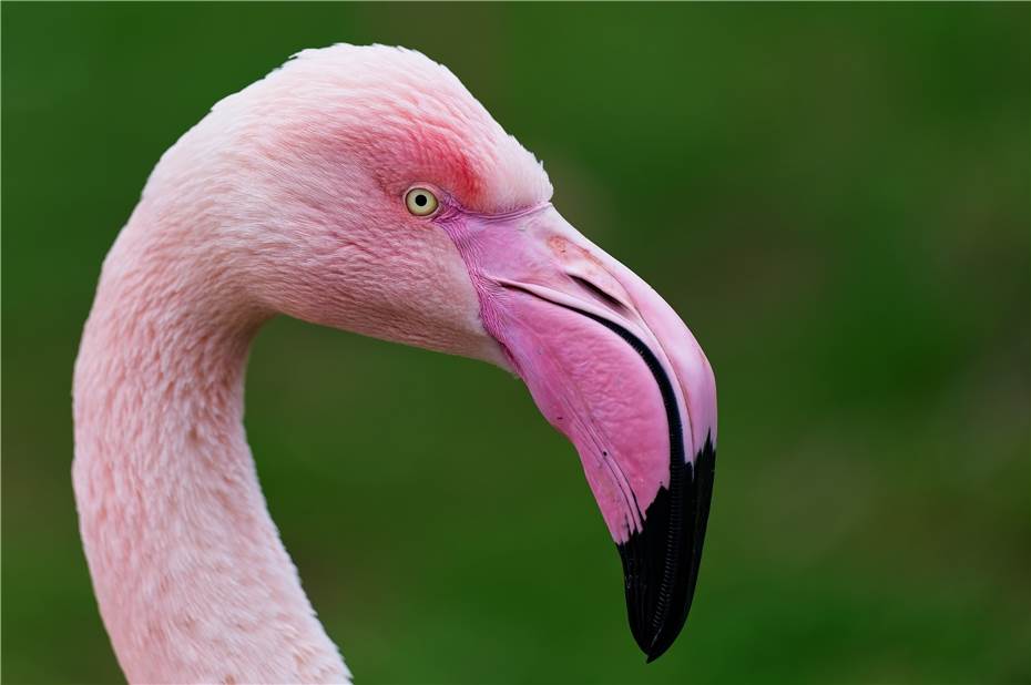 Warum sind Flamingos eigentlich pink?