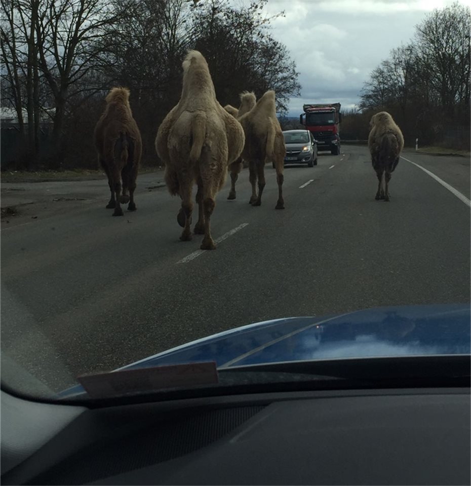 Kamele ausgebüchst: Karawane auf der B9