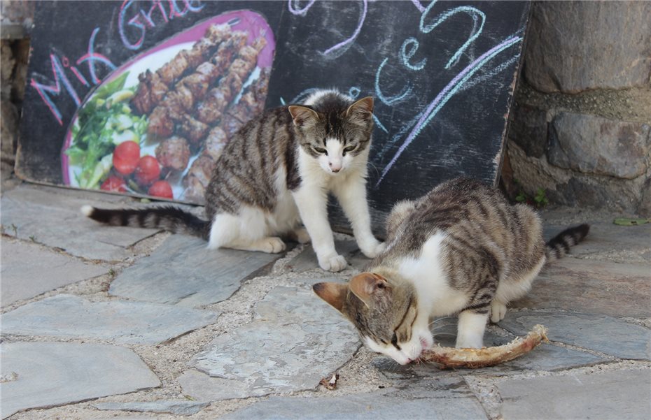 Katzenwelpen als Touristenmagnet