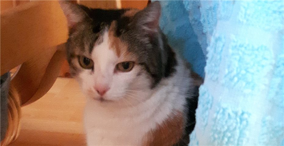 Katzendame Lucy
sucht neue Dosenöffner