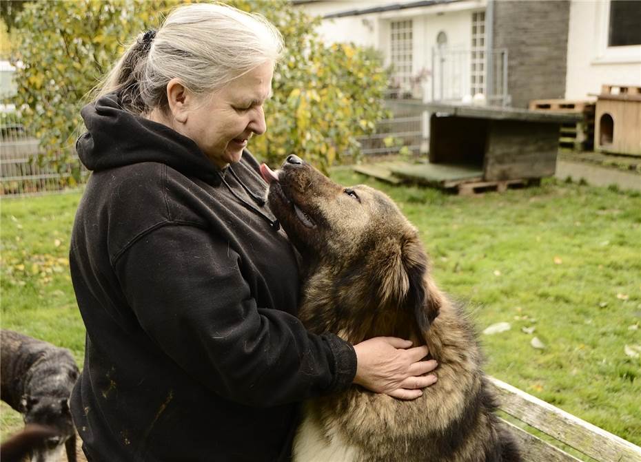 Eifel: Gnadenhof soll Hunde abgeben