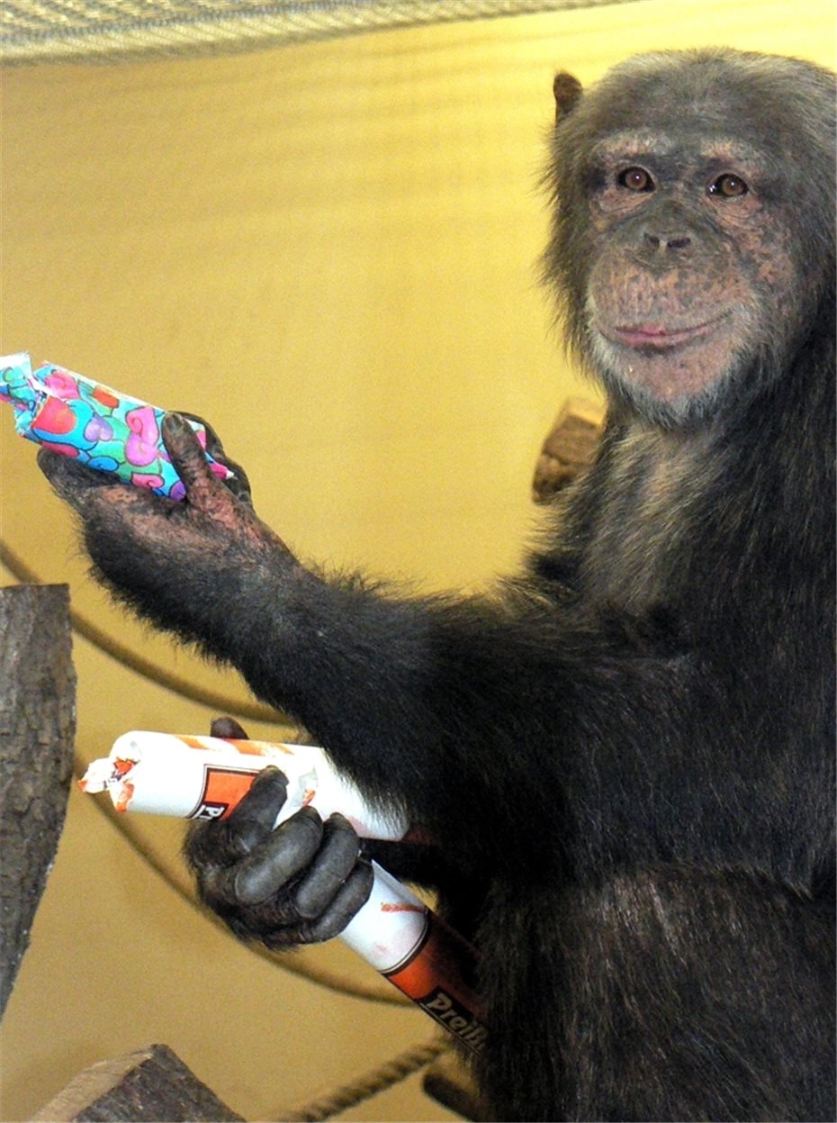 Weihnachten mit Schimpanse,
Katzenbär & Co.