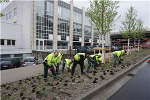 Pflanzsaison in Koblenz geht
mit 181 neuen Bäumen zu Ende