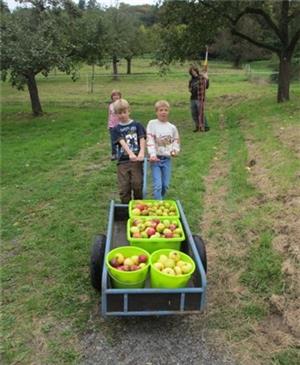 Apfelsortenspaziergang über die Streuobstwiesen