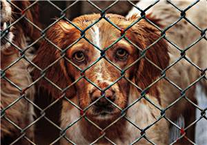 Nicht-humanitäre Katastrophe rollt auf die deutschen Tierheime zu