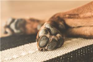 Nach Sprung in die Mosel: Hund „Famke“ nach 12 Tagen gerettet