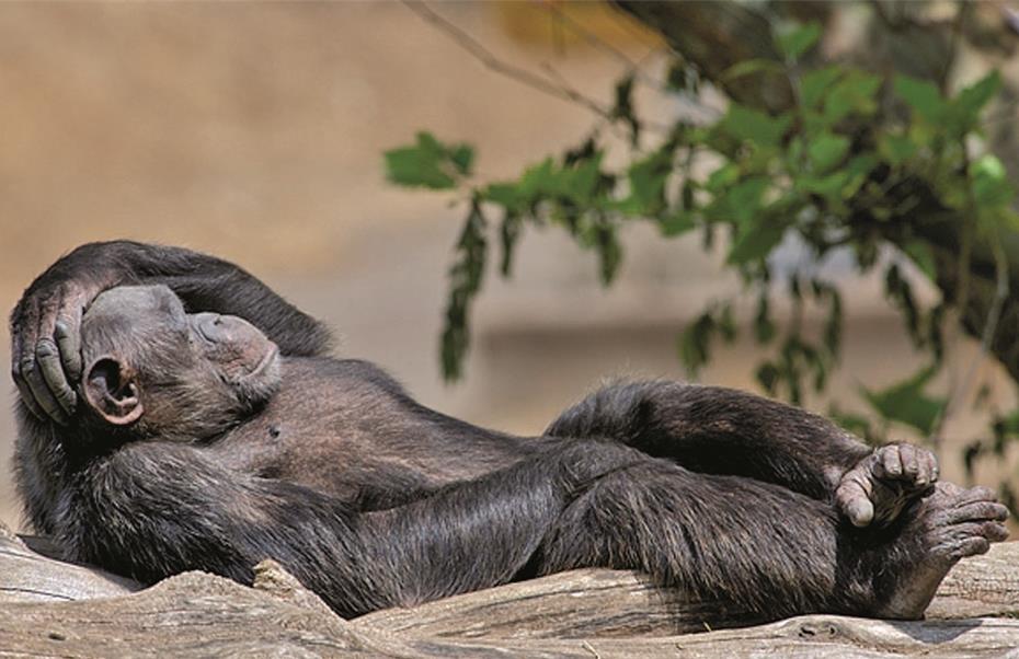 Wie werden Tiere im Zoo behandelt?