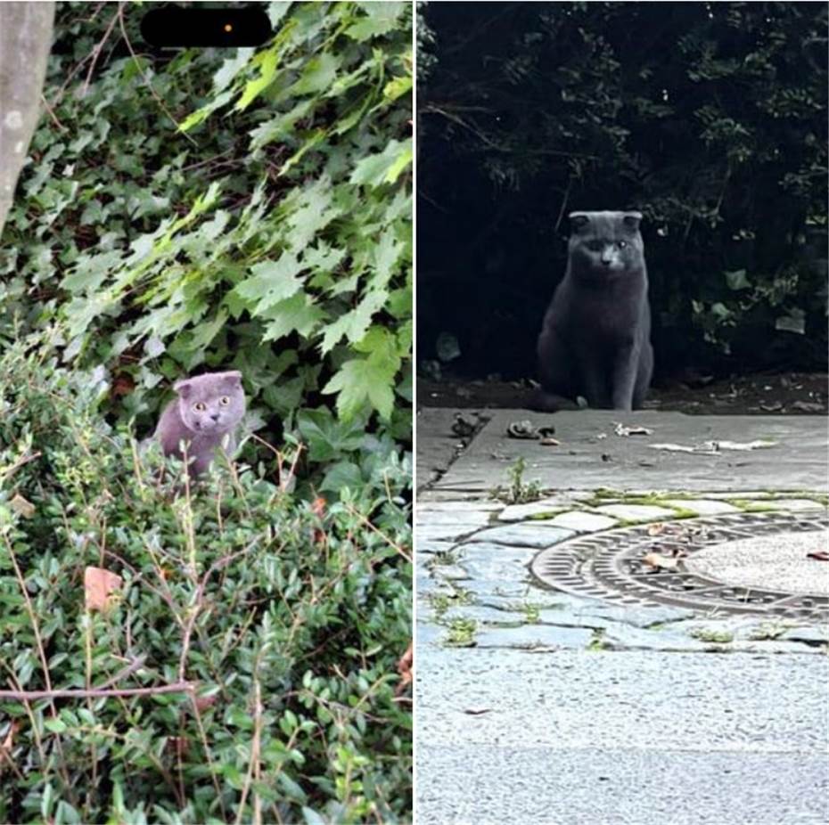 Hilflose Katze unter
Rollstuhlrampe gerettet