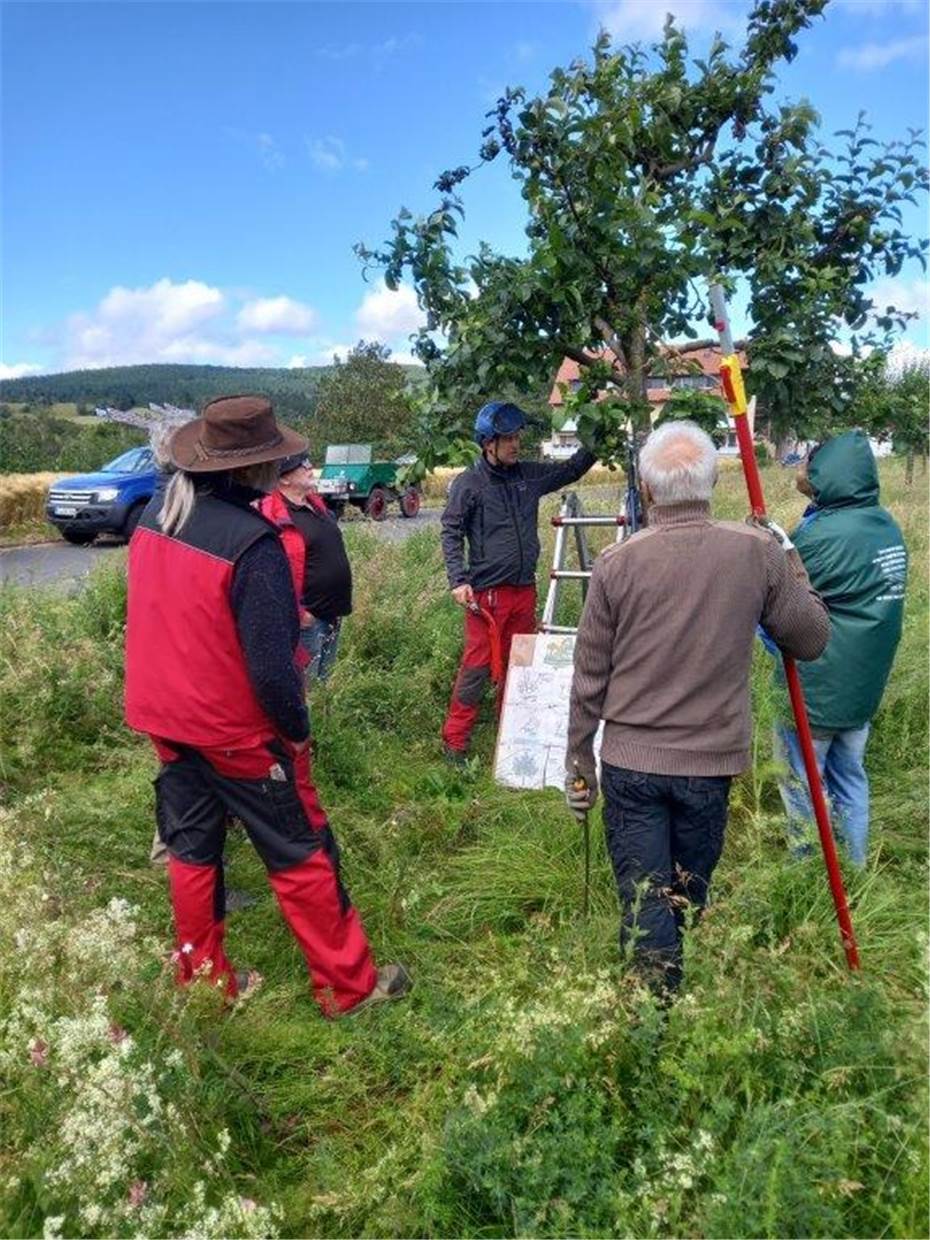 Obstbaumpflege
in Nickenich