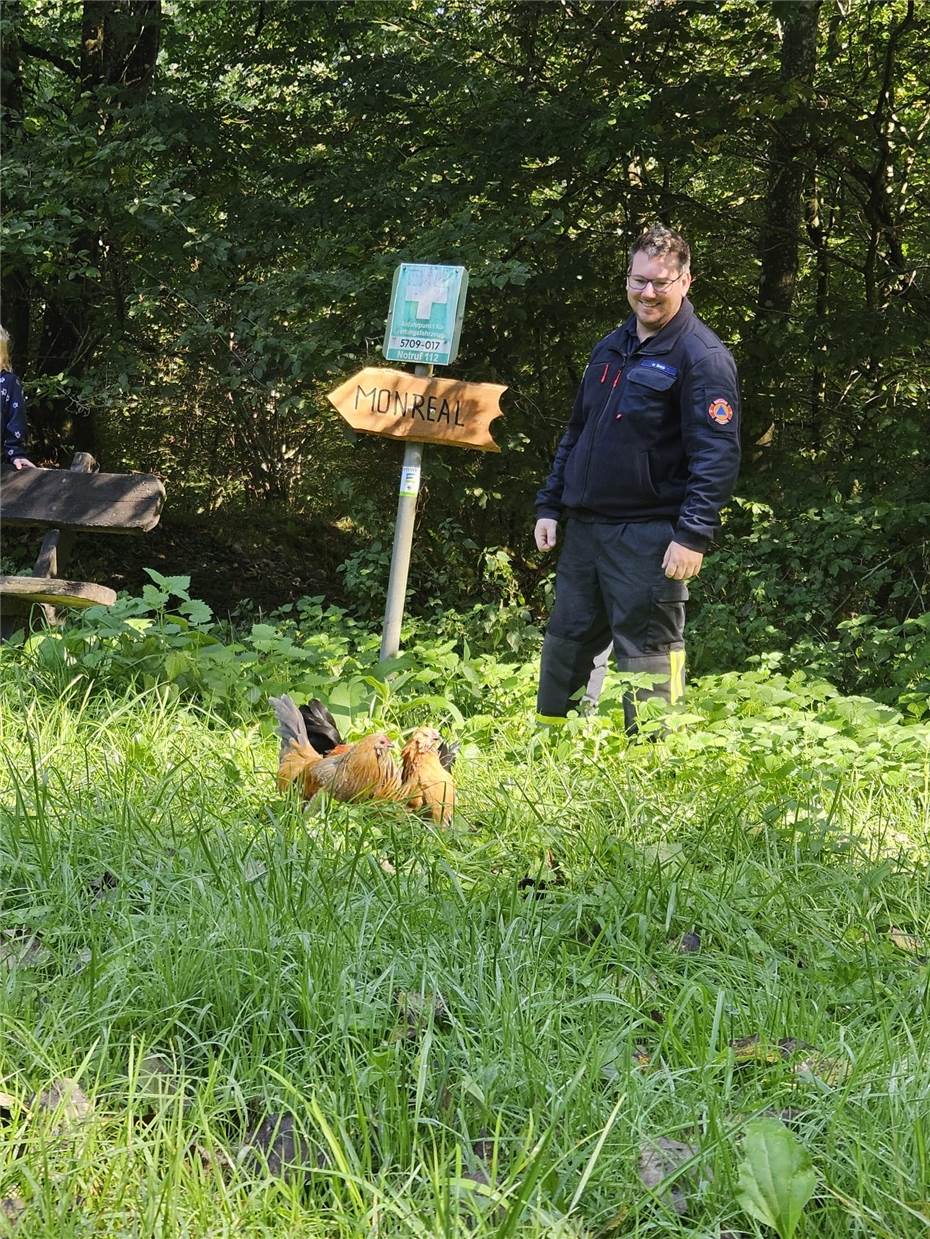 Hühner im Wald ausgesetzt