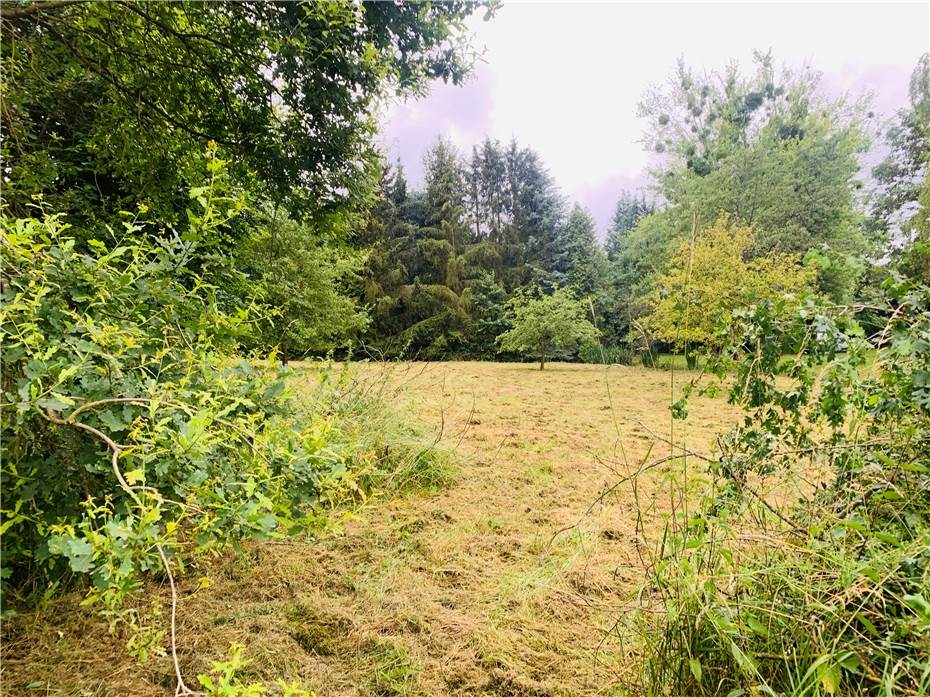 Mayener „Waldkinder“ starten bald