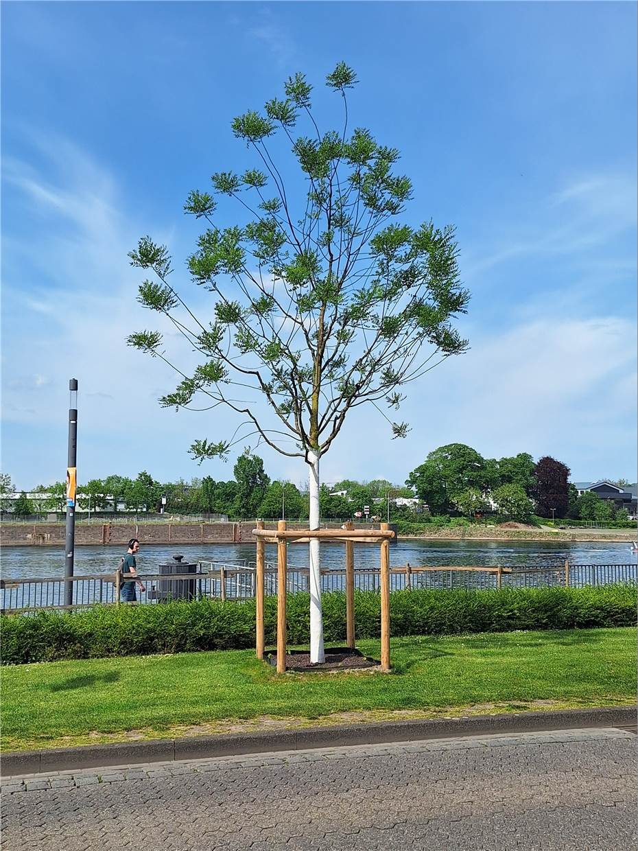 Japanischer Schnurbaum
in den Moselanlagen gepflanzt