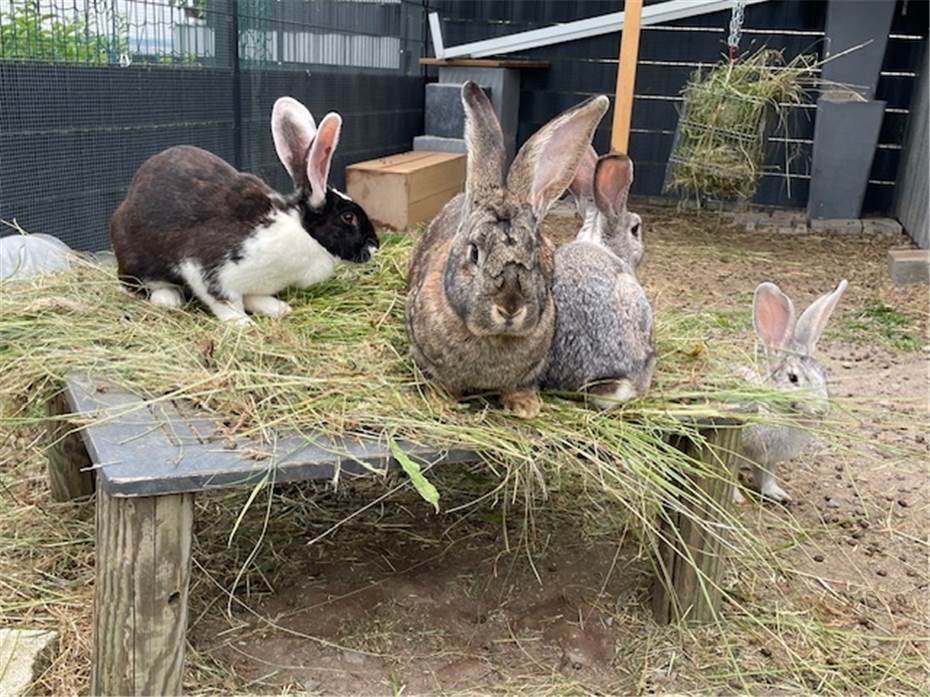 „Hurra, hurra, Kaninchen sind wieder da“