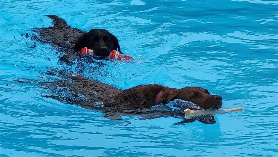 Großer Andrang beim „Hundeschwimmen“