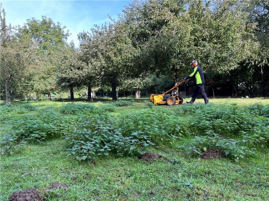 Herbstpflege auf der Streuobstwiese in Meckenheim