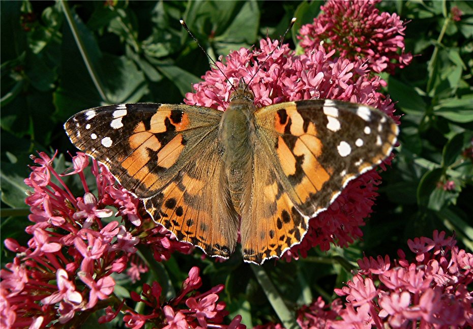 Fur Mehr Vielfalt Im Heimischen Garten