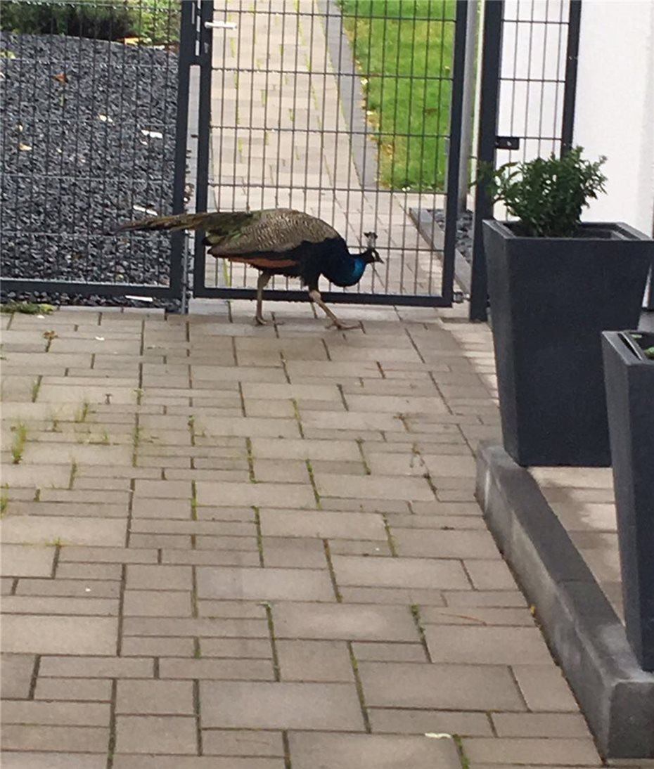 Pfau Hatte Sich In Garten Verirrt