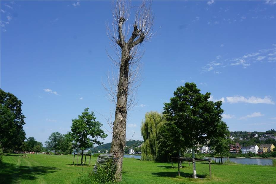 Koblenz: Stadtgärtner müssen Bäume fällen