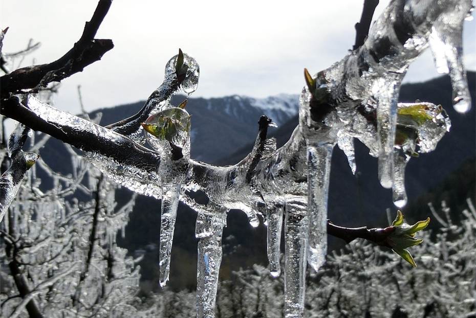 Eiswein: Winzer im Land nutzten eisige Tage für Lese