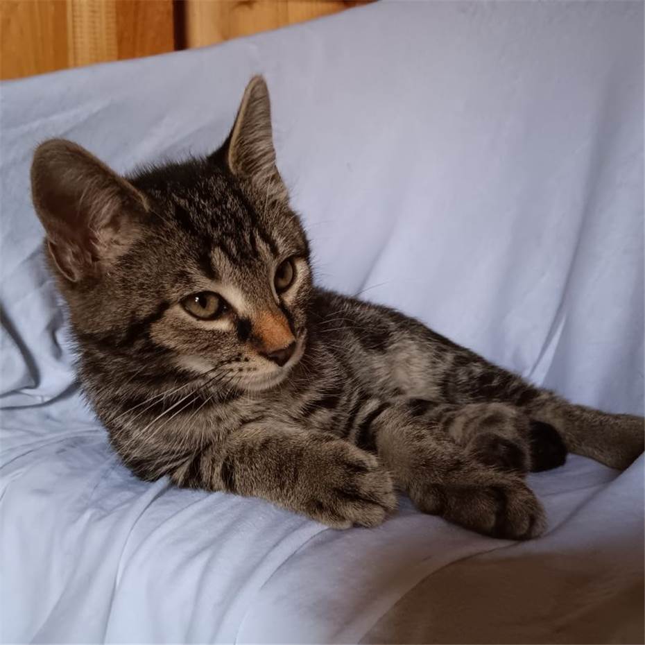 Main-Coon Kater sucht Lieblingsmensch