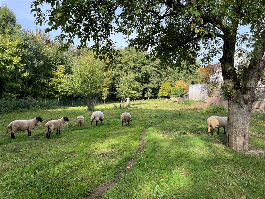 Herbstpflege auf der Streuobstwiese in Meckenheim