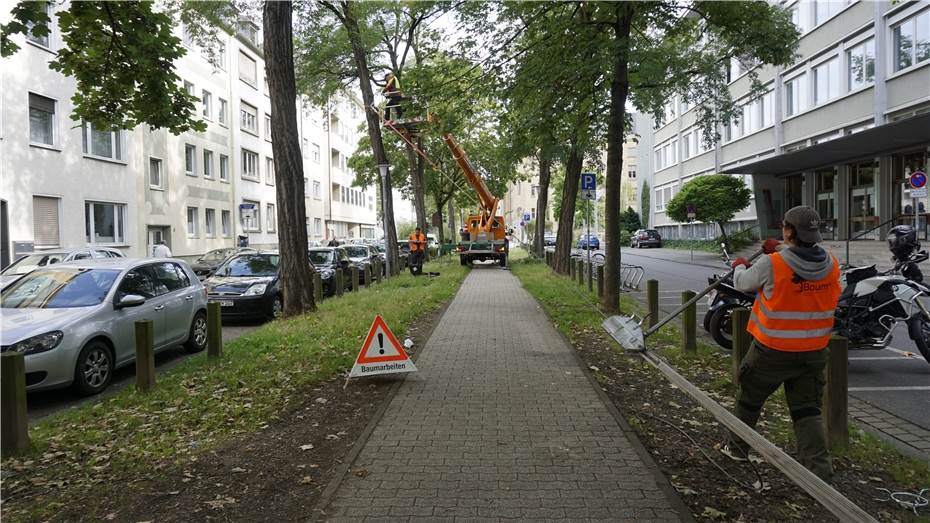 Gutachten über Bäume in der Südallee ist öffentlich