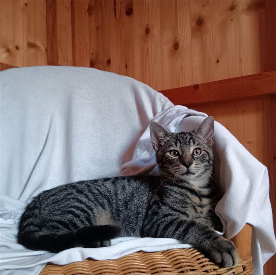 Main-Coon Kater sucht Lieblingsmensch