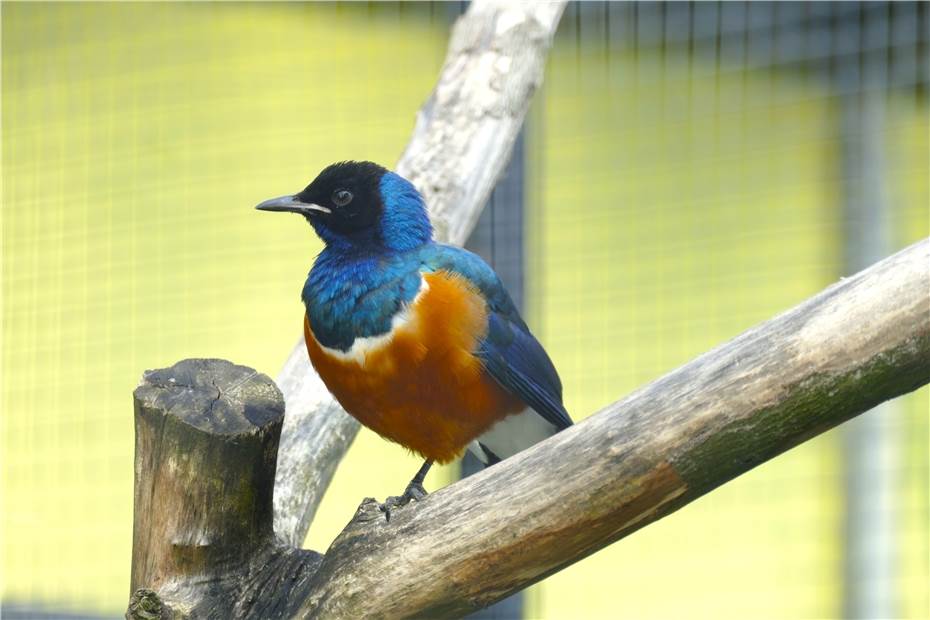 Ein neuer Star im Zoo Neuwied