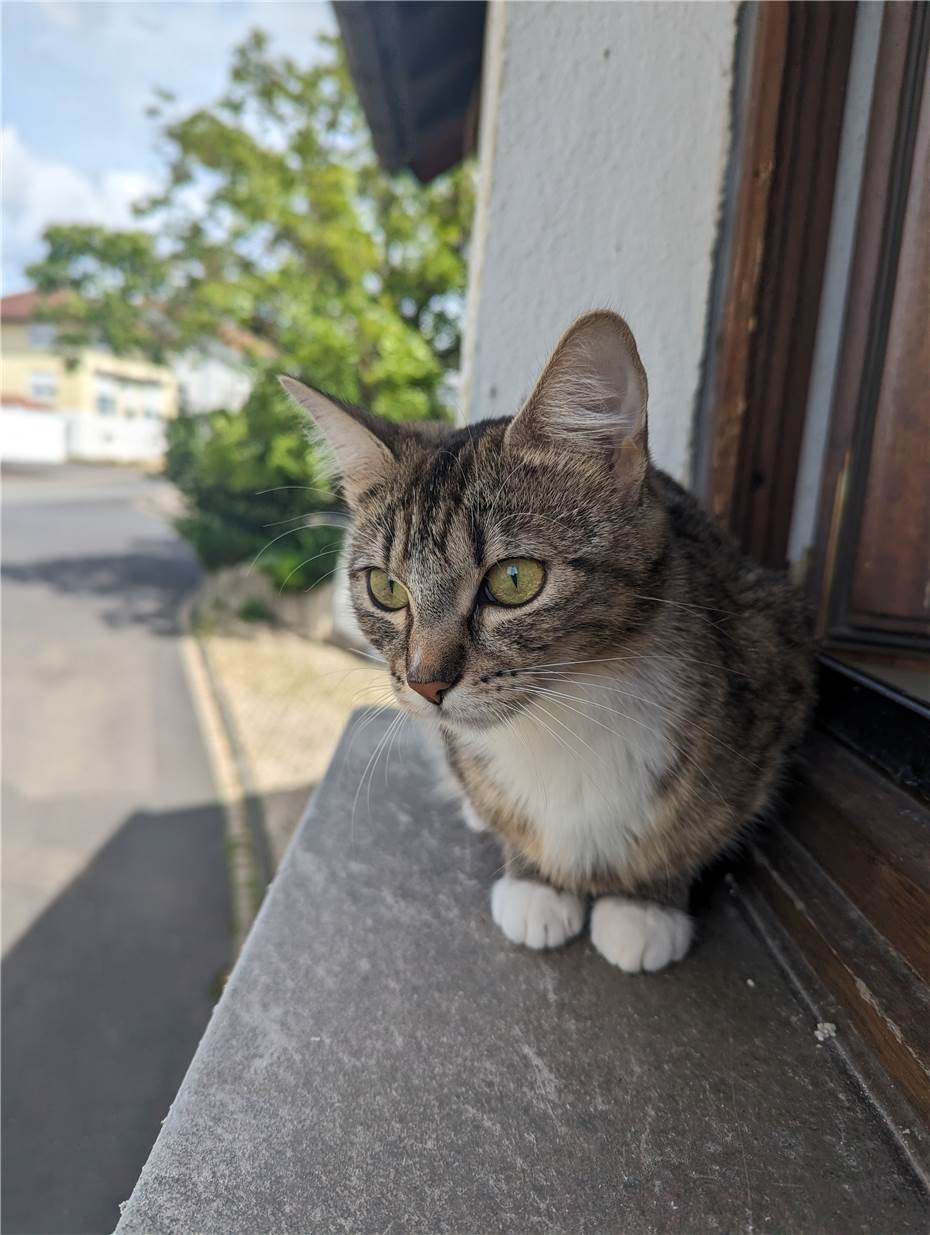 Schmusekatze Bella
sucht einen Kuschelplatz