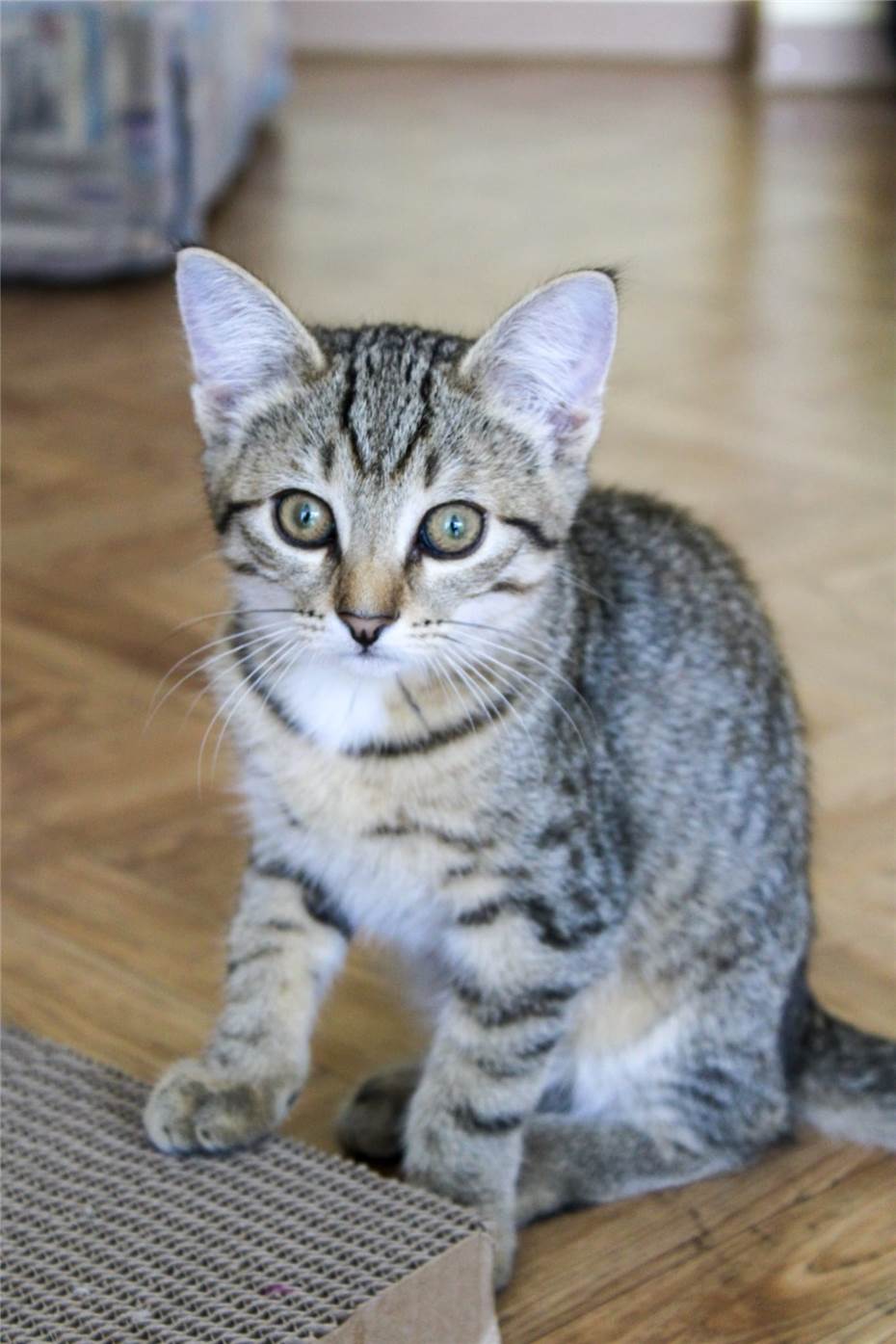 Viele kleine
Katzenkinder suchen ein Zuhause