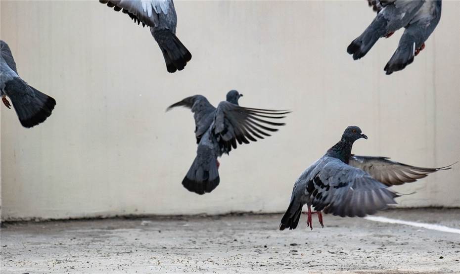 Westerwald: PETA kritisiert Wettflugveranstaltung mit 1600 Tauben