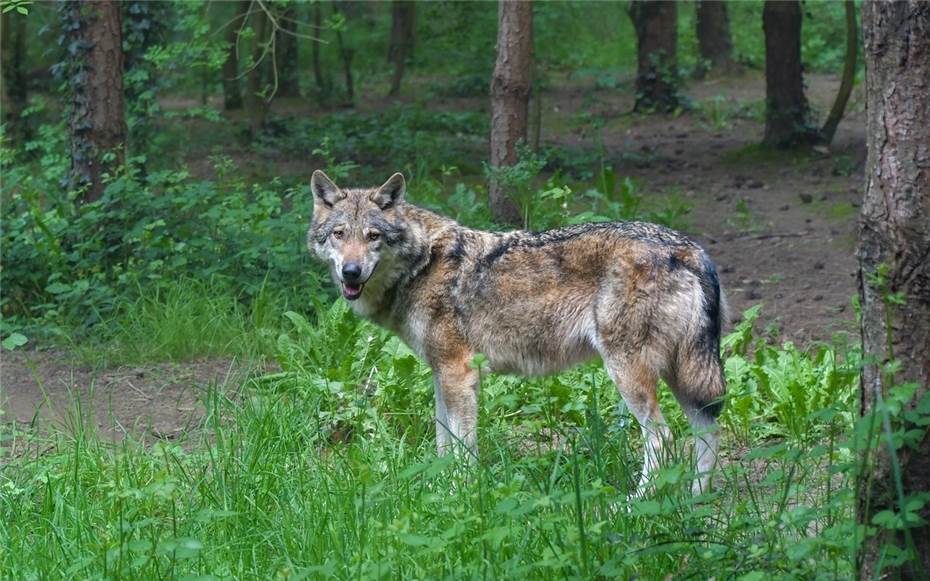 Wolf: Jagdpächter darf keine Warnschilder aufstellen 