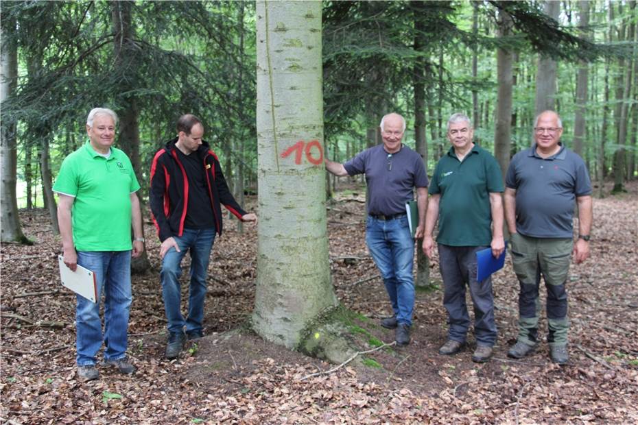 Zielbäume besichtigt und Bestand analysiert