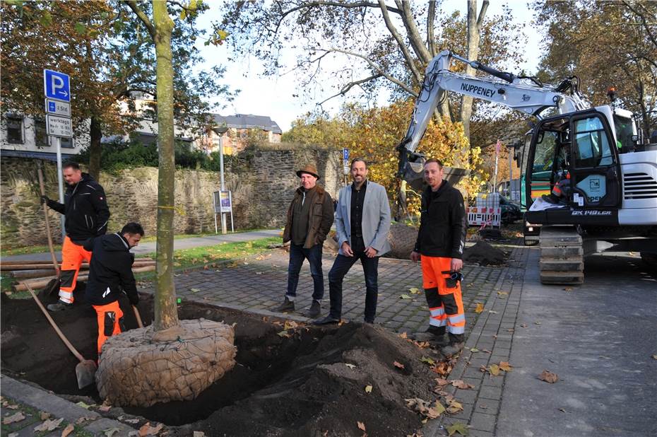 Neue Platanen für den Hindenburgwall