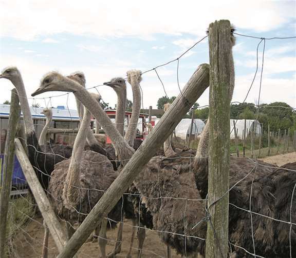 Interessanter Ausflug zur Straußenfarm Interessanter Ausflug zur Straußenfarm