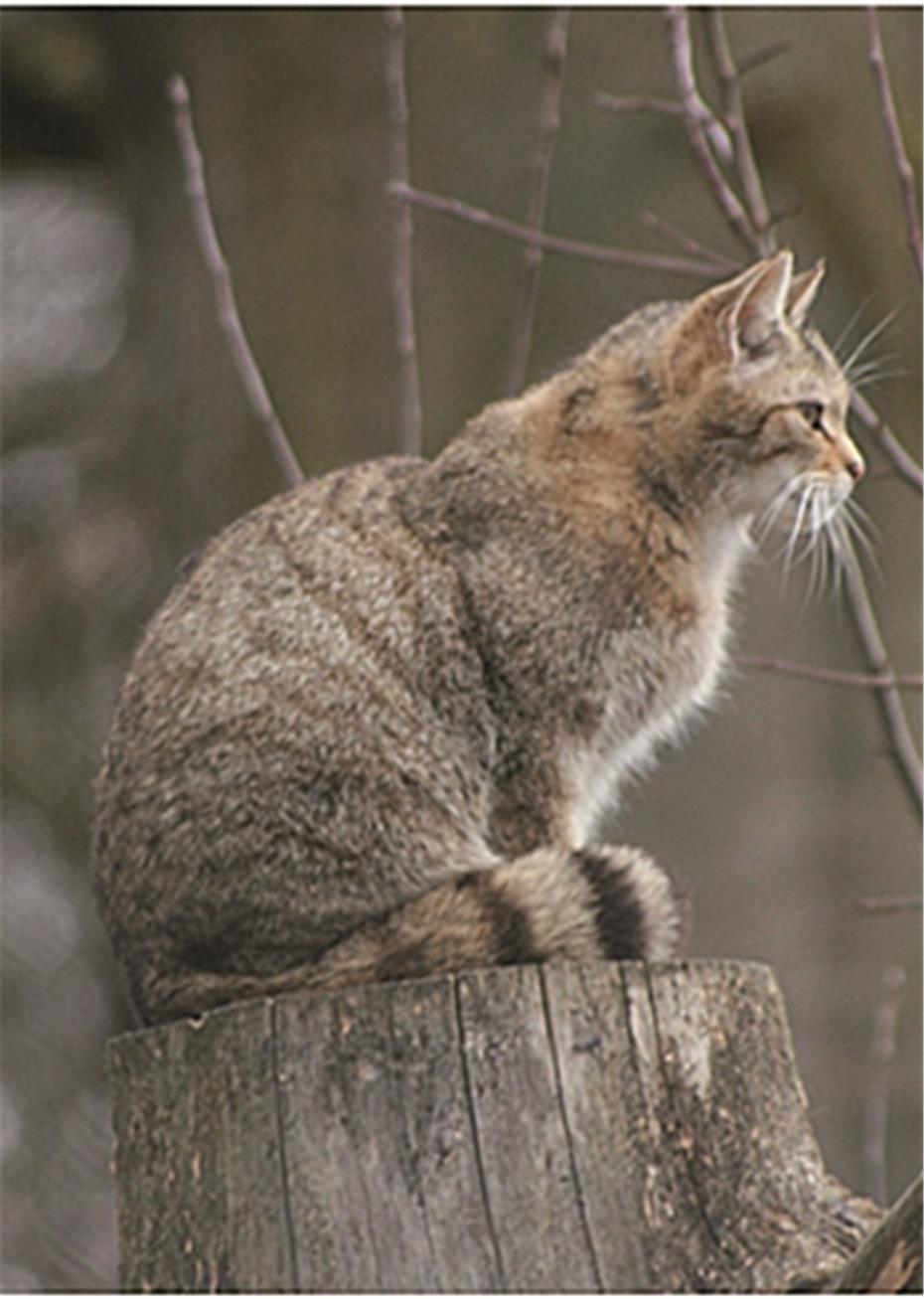 Die Europaische Wildkatze Im Westerwald