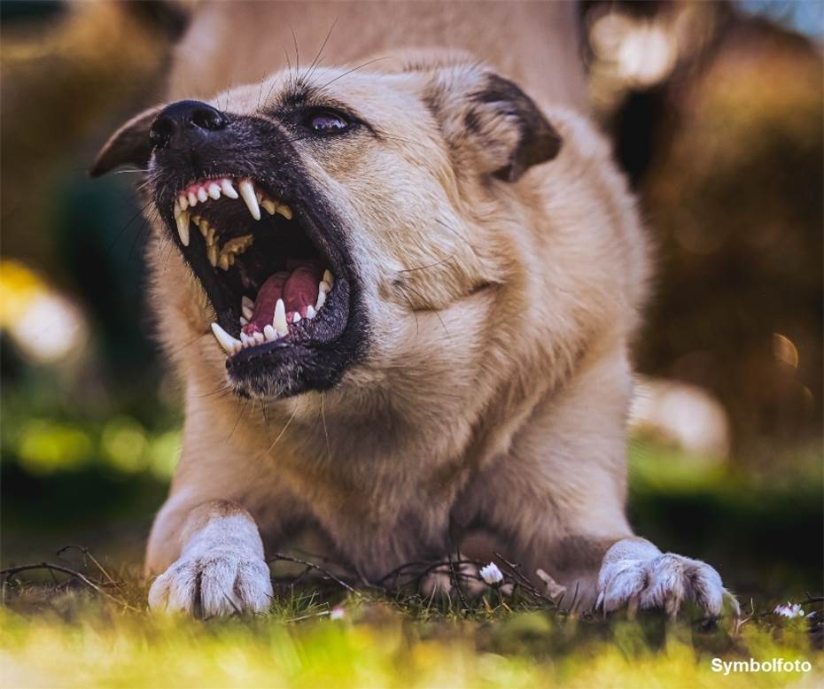 Gefährliche Hundebisse: Verletzte durch Hunde nehmen zu