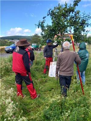 Obstbaumpflege
in Nickenich