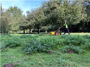 Herbstpflege auf der Streuobstwiese in Meckenheim