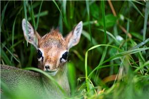 Huftiere im Kleinformat