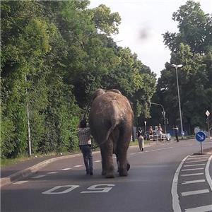 Ein Elefant auf Abwegen