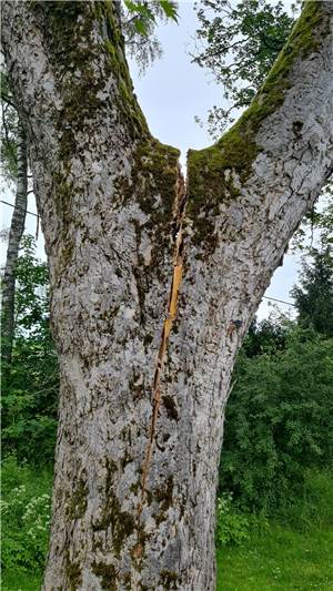 Baum musste gefällt werden