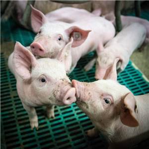 Schweinepest: Veterinäramt Mayen-Koblenz informiert