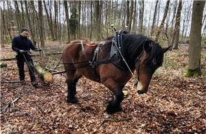 Rückepferde helfen beim Waldumbau