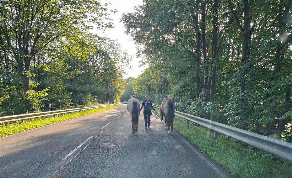 Verkehrsbehinderung durch freilaufende Pferde