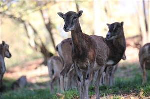 Lahnstein: Freilaufende Wildschafe auf der Lahnhöhe