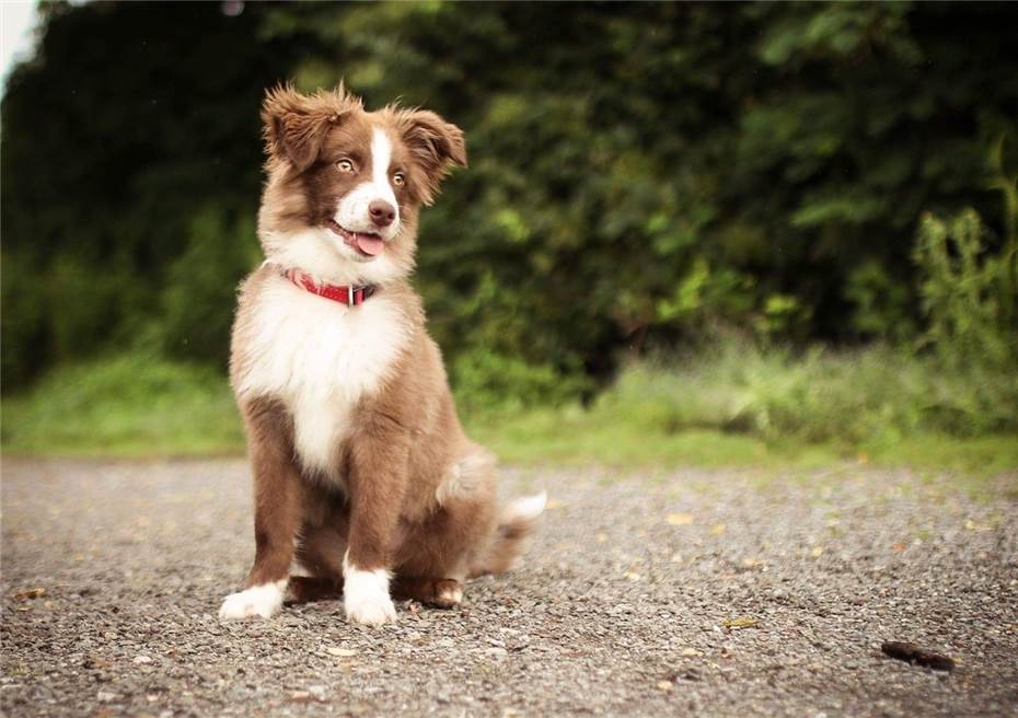 Hund verursacht Lkw-Unfall auf der B9