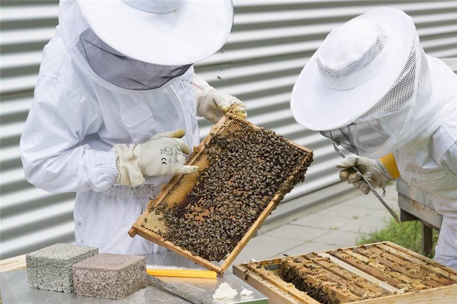 Kreis Neuwied: Unbekannte stehlen Bienenstöcke 