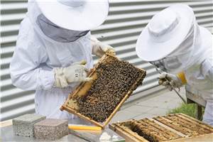 Kreis Neuwied: Unbekannte stehlen Bienenstöcke 